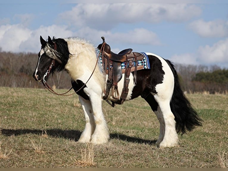 Tinker Hongre 10 Ans 150 cm Tobiano-toutes couleurs in Brodhead KY