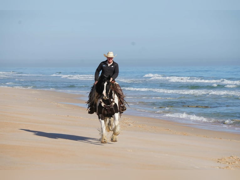 Tinker Croisé Hongre 10 Ans 152 cm Pinto in Fresno