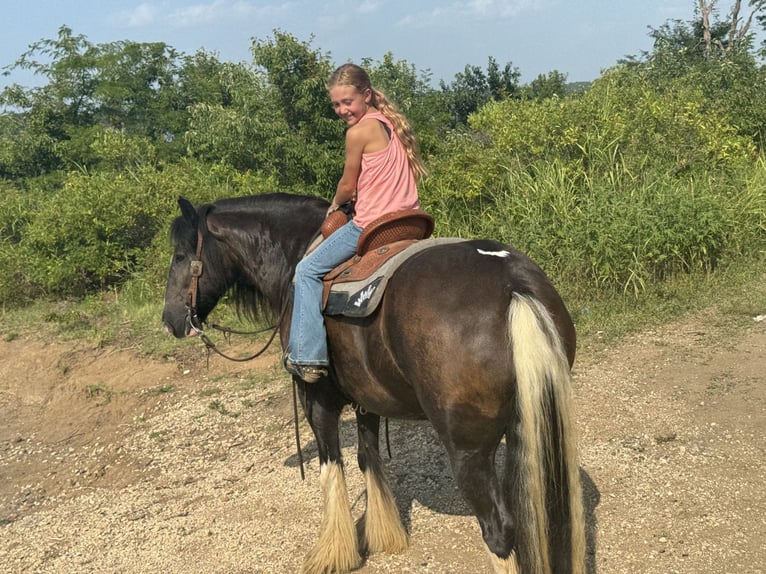 Tinker Hongre 10 Ans 152 cm in Madill, OK