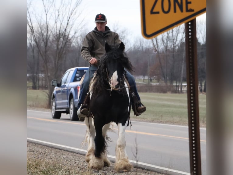 Tinker Hongre 10 Ans 155 cm Pinto in Howell