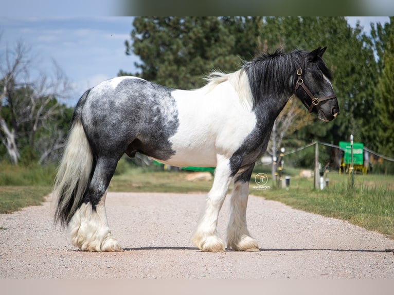 Tinker Hongre 10 Ans Pinto in Pueblo