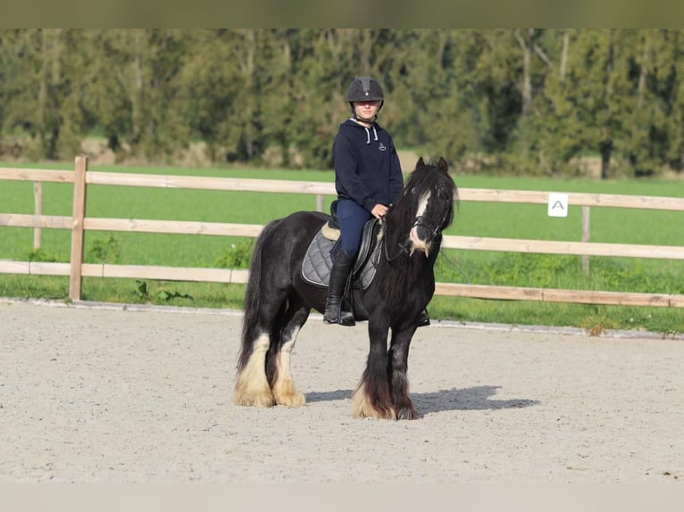 Tinker Hongre 11 Ans 126 cm Noir in Heikruis
