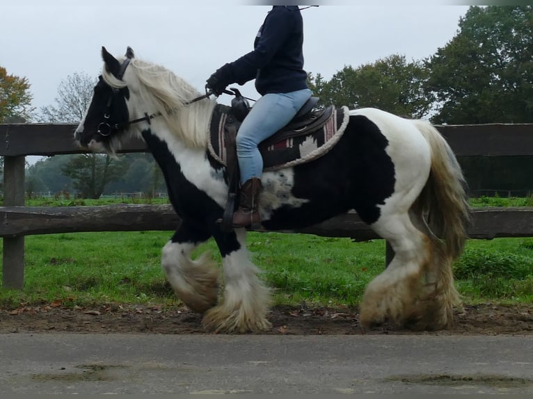 Tinker Hongre 11 Ans 133 cm Pinto in Lathen