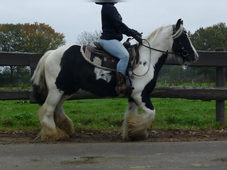 Tinker Hongre 11 Ans 133 cm Pinto in Lathen