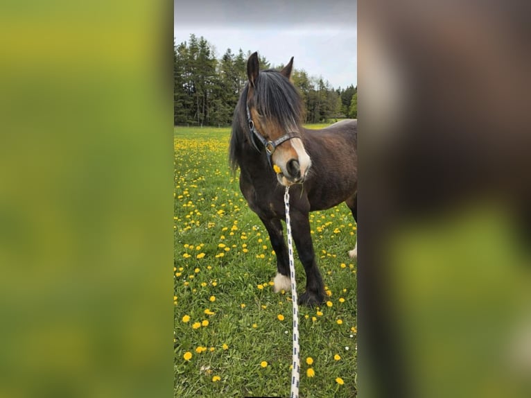 Tinker Hongre 11 Ans 135 cm Bai in Bitz