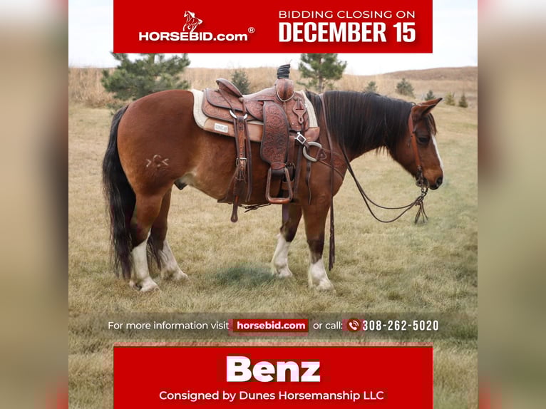 Tinker Croisé Hongre 11 Ans 140 cm Roan-Bay in Thedford