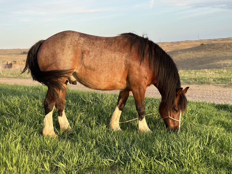 Tinker Croisé Hongre 11 Ans 140 cm Roan-Bay in Thedford