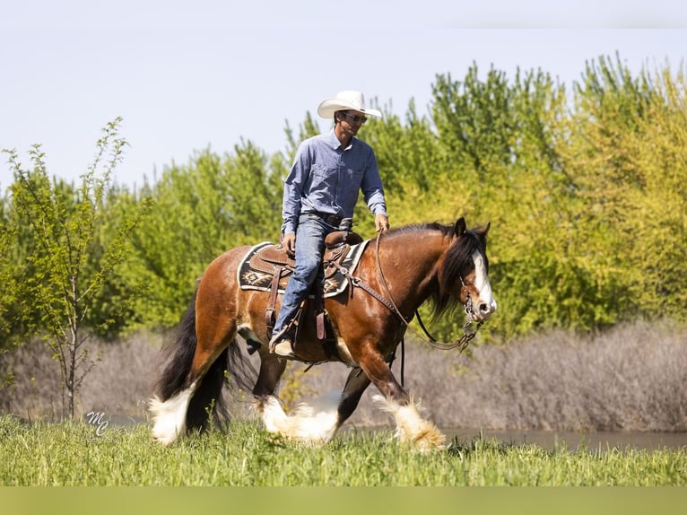 Tinker Hongre 11 Ans 142 cm Bai cerise in New Plymouth, ID
