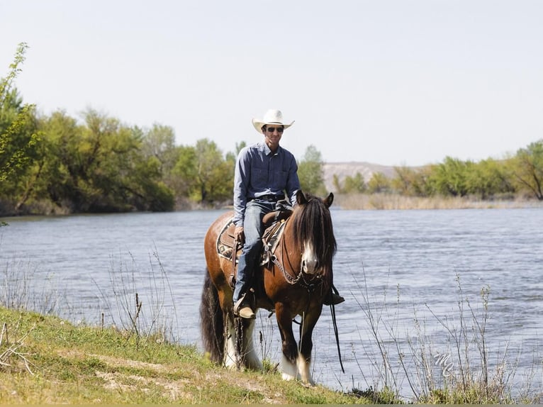 Tinker Hongre 11 Ans 142 cm Bai cerise in New Plymouth, ID
