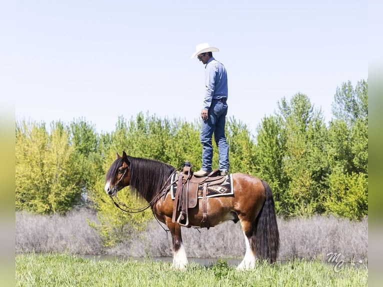 Tinker Hongre 11 Ans 142 cm Bai cerise in New Plymouth, ID