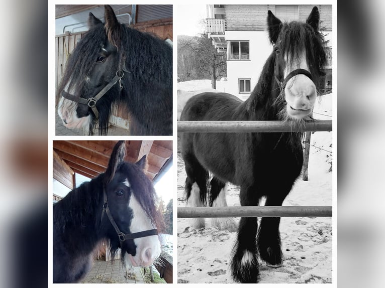Tinker Hongre 11 Ans 145 cm Noir in Böbrach
