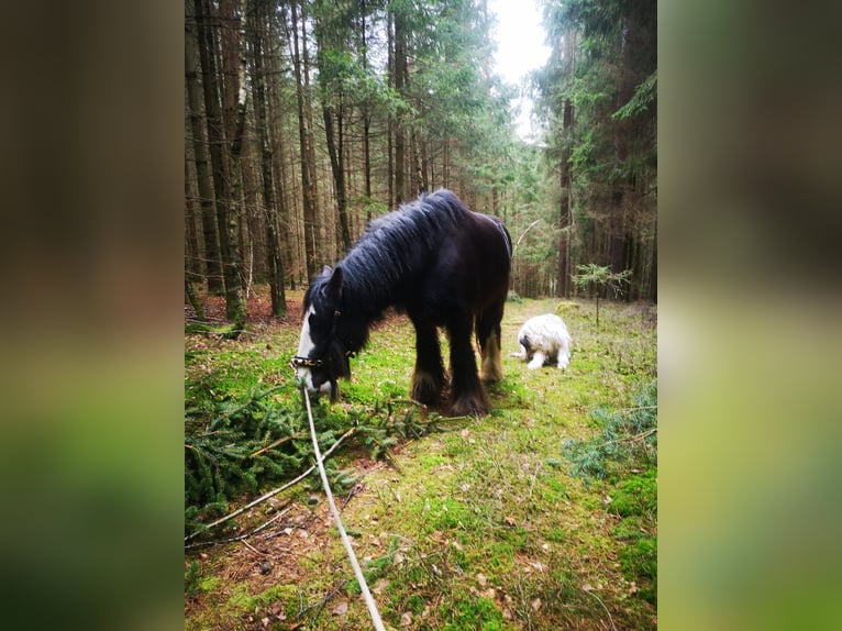 Tinker Hongre 11 Ans 145 cm Noir in Böbrach
