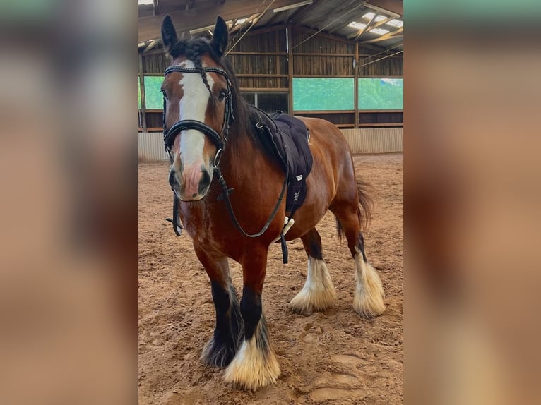 Tinker Hongre 11 Ans 149 cm  in Miltenberg