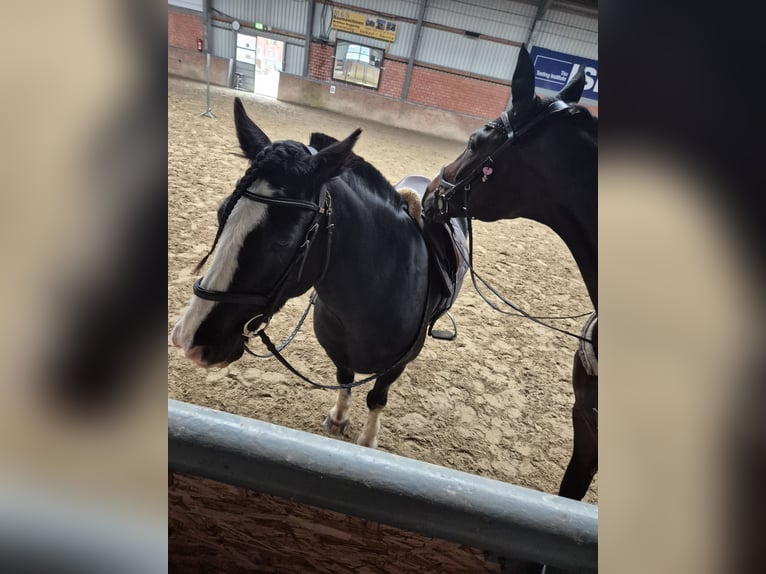 Tinker Hongre 11 Ans 150 cm Noir in Salzbergen