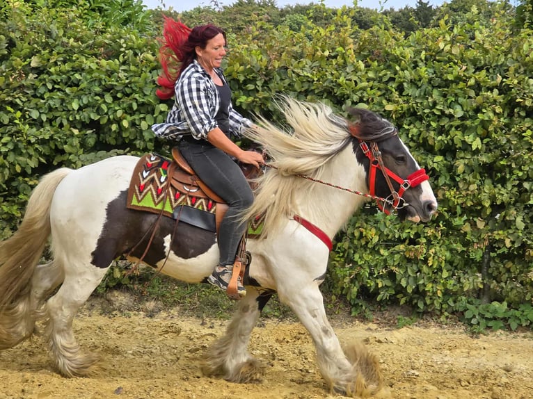 Tinker Hongre 11 Ans 156 cm Pinto in Linkenbach