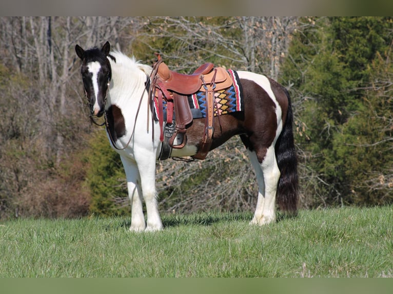 Tinker Hongre 11 Ans Tobiano-toutes couleurs in Sonora KY