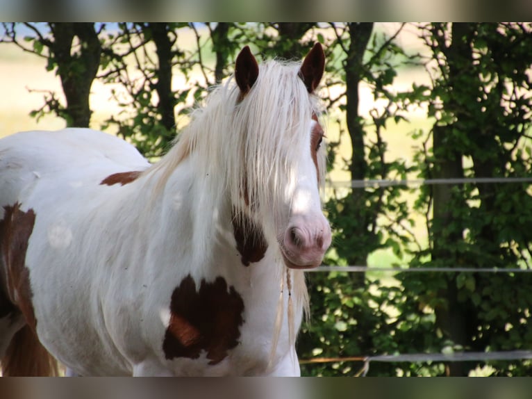 Tinker Hongre 12 Ans 143 cm Pinto in Fulda