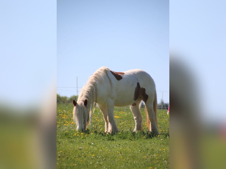 Tinker Hongre 12 Ans 143 cm Pinto in Fulda