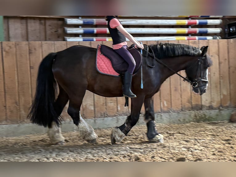 Tinker Hongre 12 Ans 145 cm Noir in Dötlingen