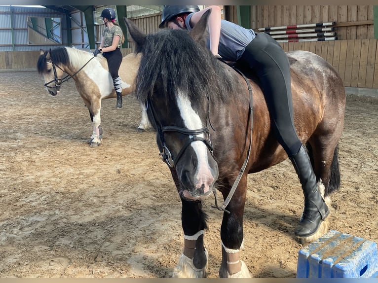 Tinker Hongre 12 Ans 145 cm Noir in Dötlingen