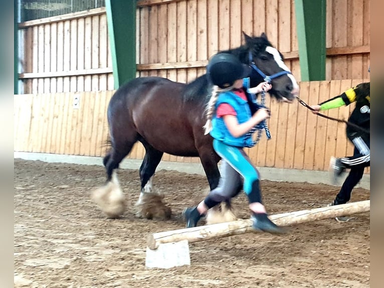 Tinker Hongre 12 Ans 145 cm Noir in Dötlingen