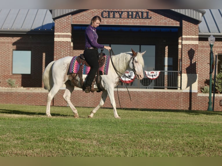 Tinker Croisé Hongre 12 Ans 145 cm Sabino in Athens, TX