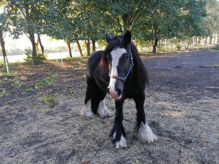 Tinker Hongre 12 Ans 152 cm Noir in Wesendorf