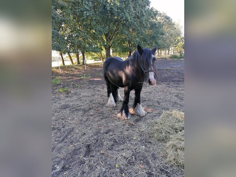 Tinker Hongre 12 Ans 152 cm Noir in Wesendorf