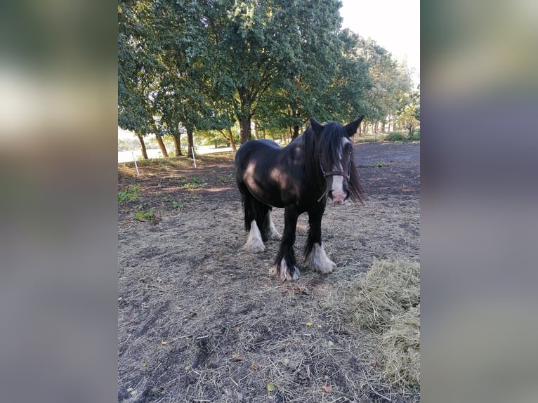 Tinker Hongre 12 Ans 152 cm Noir in Wesendorf