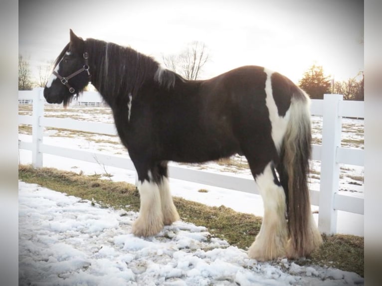 Tinker Hongre 12 Ans Tobiano-toutes couleurs in Effingham IL