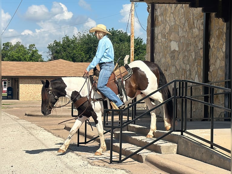 Tinker Croisé Hongre 12 Ans in Jacksboro