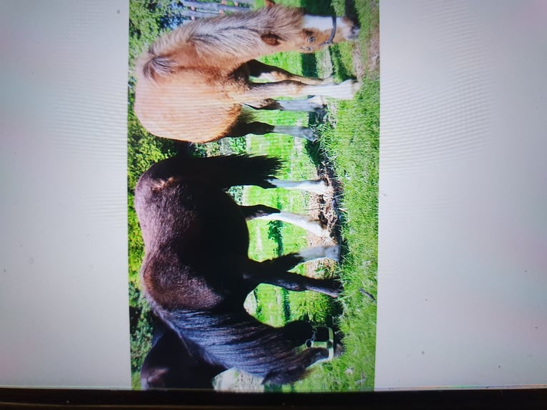 Tinker Croisé Hongre 13 Ans 137 cm Alezan in Zerbst