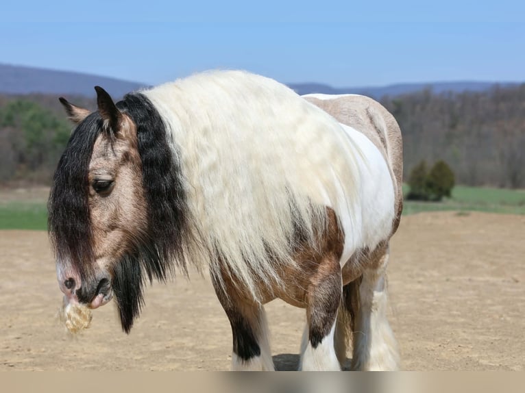 Tinker Hongre 13 Ans 142 cm Pinto in Beaver Springs
