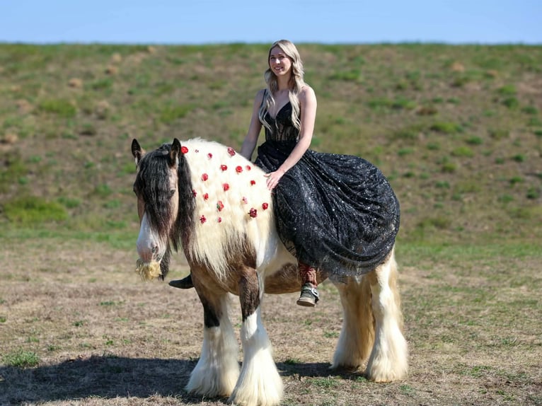 Tinker Hongre 13 Ans 142 cm Pinto in Beaver Springs
