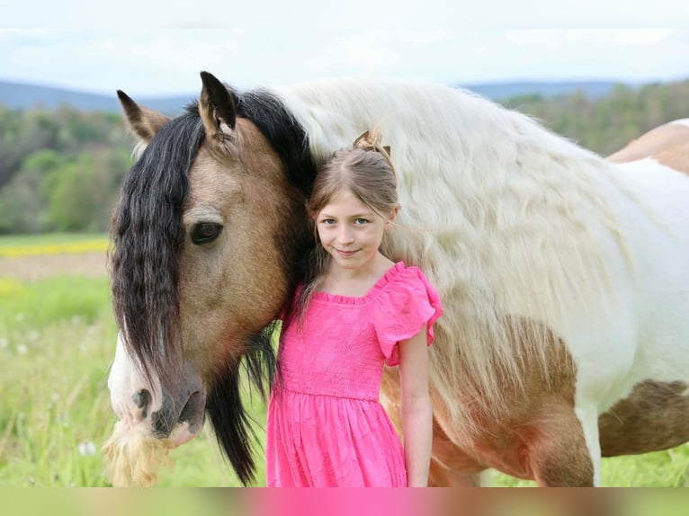 Tinker Hongre 13 Ans 142 cm Pinto in Beaver Springs