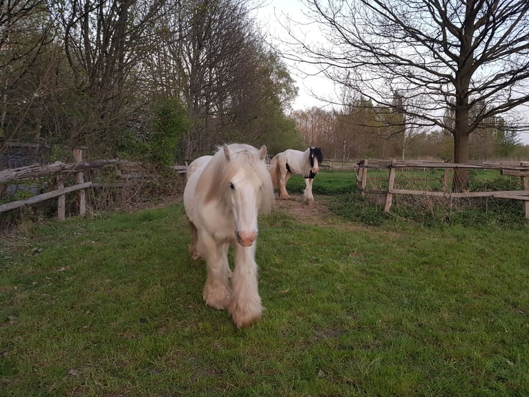 Tinker Hongre 13 Ans 145 cm Gris in Recklinghausen