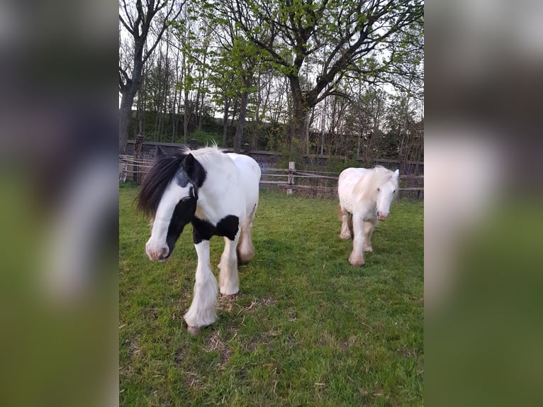 Tinker Hongre 13 Ans 145 cm Gris in Recklinghausen