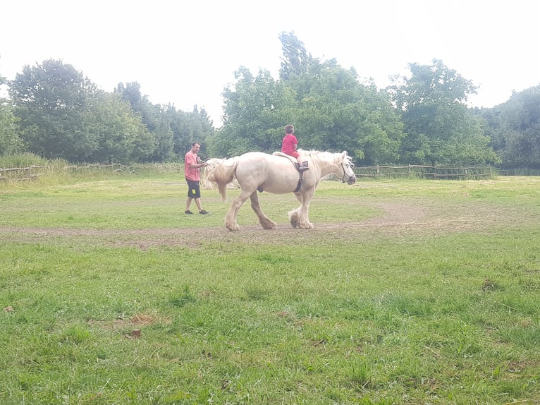 Tinker Hongre 13 Ans 145 cm Gris in Recklinghausen