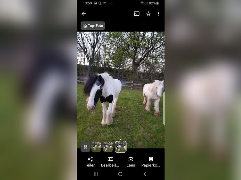 Tinker Hongre 13 Ans 145 cm Gris in Recklinghausen