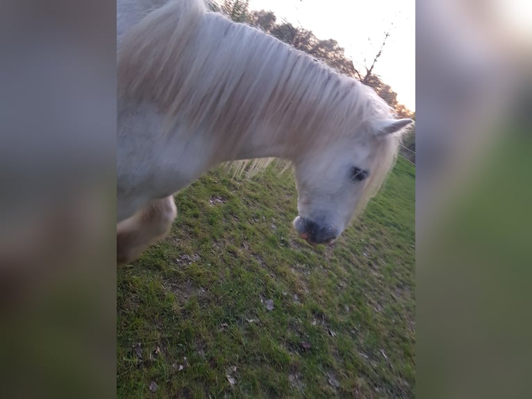 Tinker Hongre 13 Ans 145 cm Gris in Recklinghausen