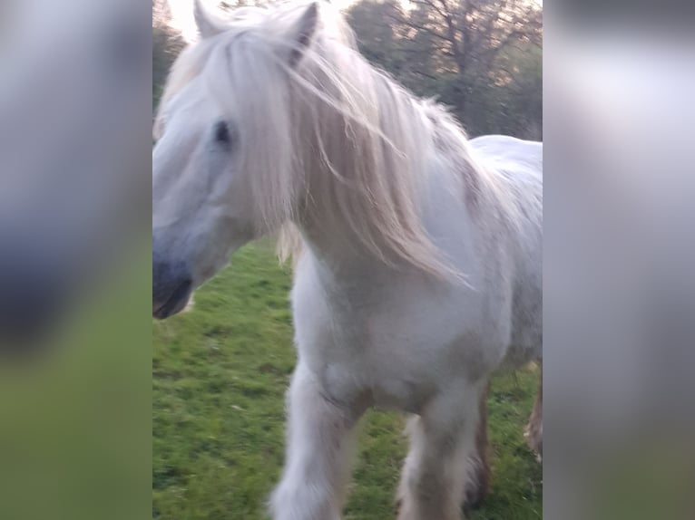 Tinker Hongre 13 Ans 145 cm Gris in Recklinghausen