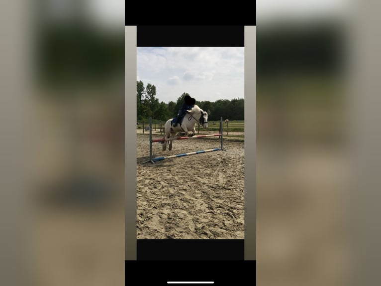 Tinker Hongre 13 Ans 145 cm Pinto in Berkel en Rodenrijs