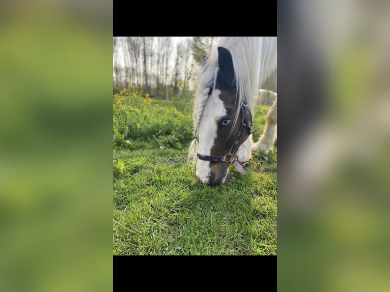 Tinker Hongre 13 Ans 145 cm Pinto in Berkel en Rodenrijs