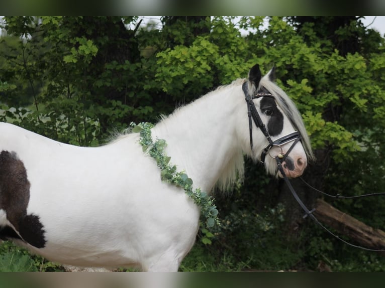 Tinker Hongre 13 Ans 150 cm  in Straubenhardt