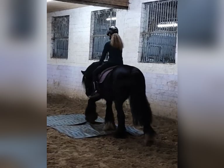 Tinker Hongre 13 Ans 150 cm Noir in Esens