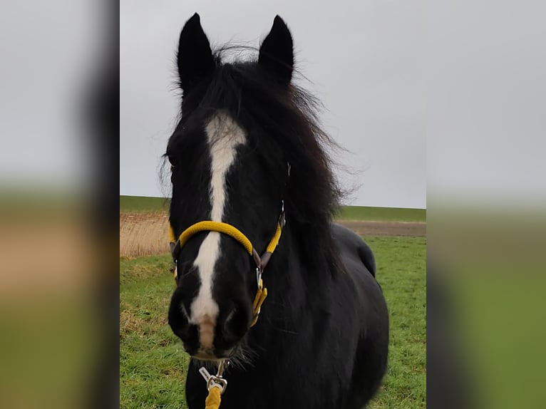 Tinker Hongre 13 Ans 150 cm Noir in Esens