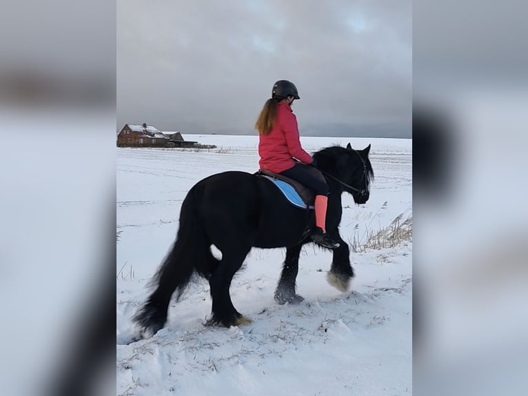 Tinker Hongre 13 Ans 150 cm Noir in Esens