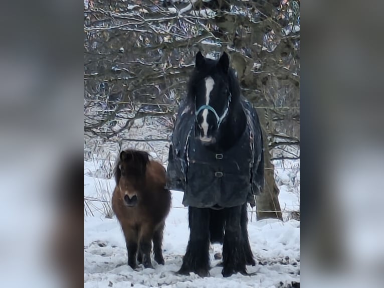 Tinker Hongre 13 Ans 150 cm Noir in Esens