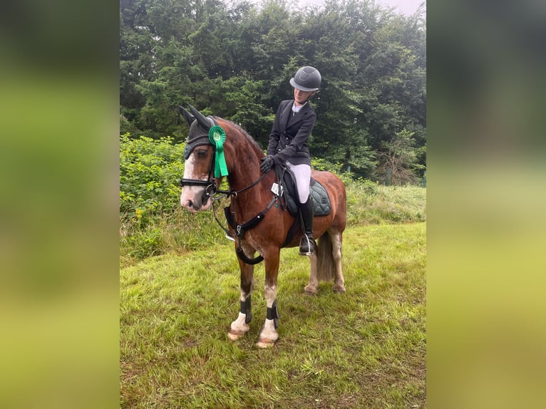 Tinker Hongre 14 Ans 140 cm Bai in Bordelum