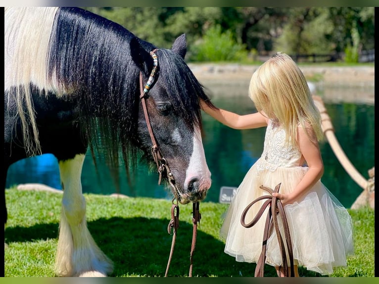 Tinker Hongre 14 Ans 140 cm in Powell Butte, OR